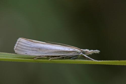 Agriphila sp.